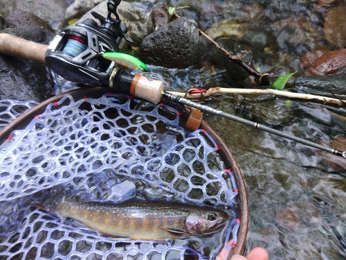 イワナの釣果