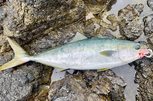 ワラサの釣果