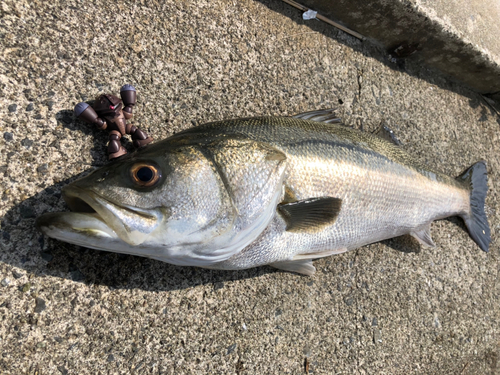 スズキの釣果