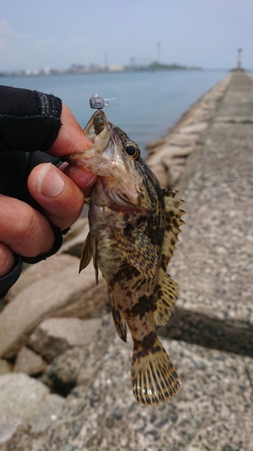 タケノコメバルの釣果