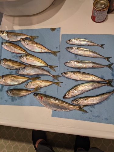 アジの釣果