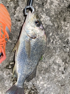 ホシミゾイサキの釣果