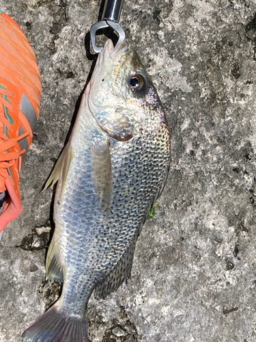 ホシミゾイサキの釣果