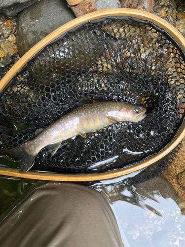 イワナの釣果