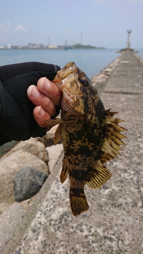 タケノコメバルの釣果