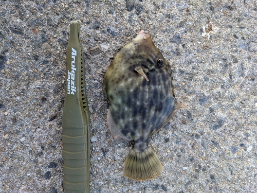 カワハギの釣果