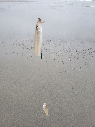 キスの釣果