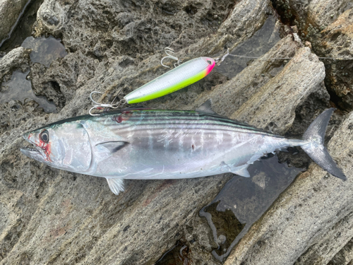 ハガツオの釣果