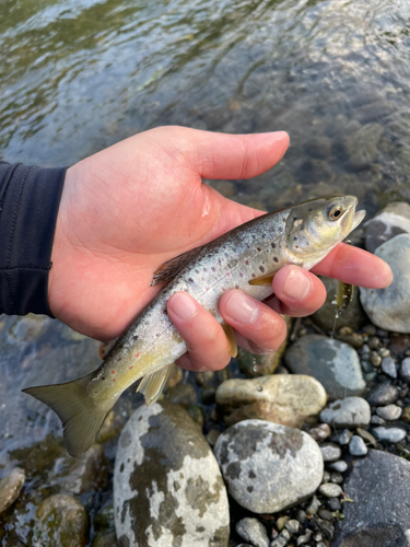 ブラウントラウトの釣果