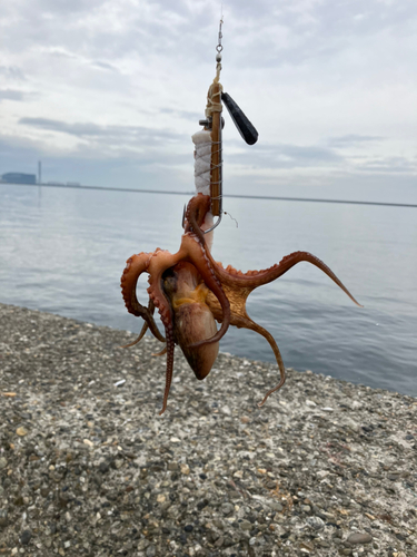 タコの釣果