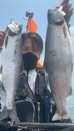 ビワマスの釣果