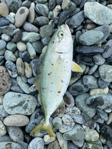 ワカシの釣果