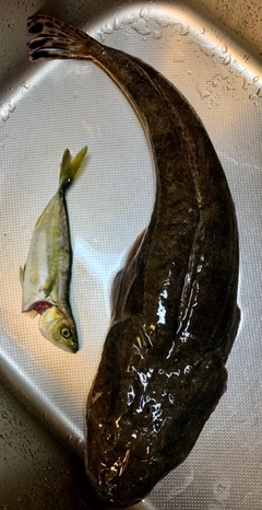 マゴチの釣果