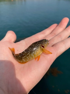 アイナメの釣果