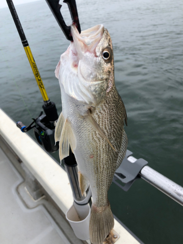 イシモチの釣果