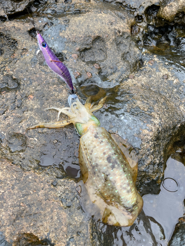 ワラサの釣果