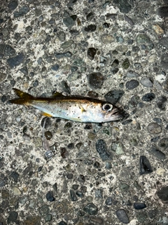 ムツの釣果