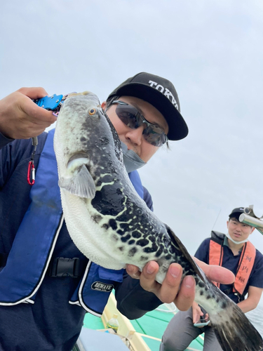 トラフグの釣果