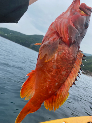 アカハタの釣果