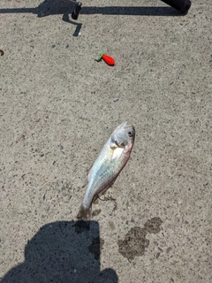 イシモチの釣果