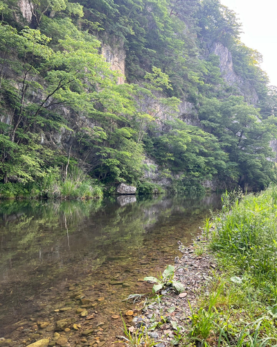 イワナの釣果