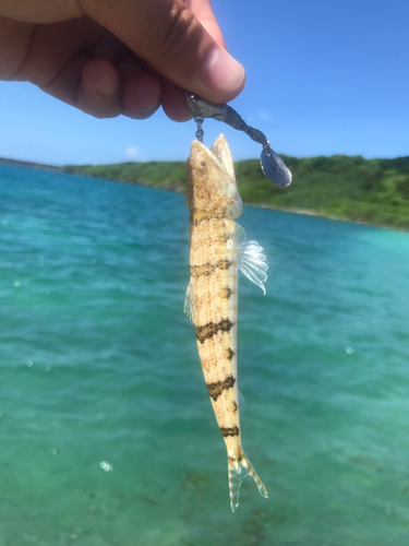 エソの釣果