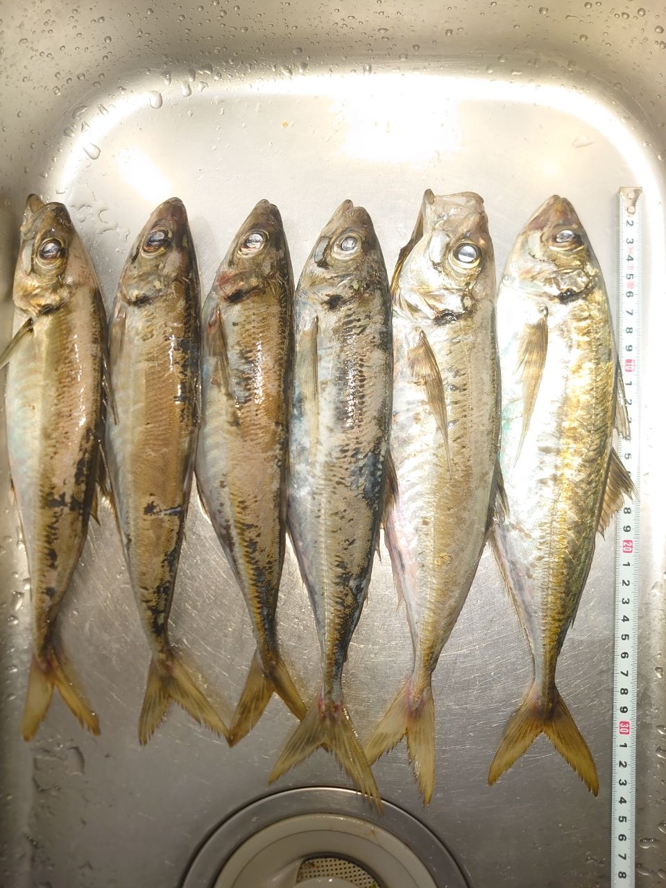 アジ