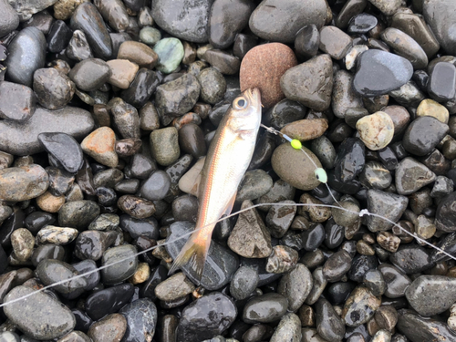 クロムツの釣果