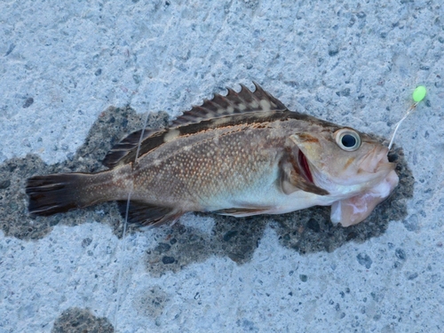 ガヤの釣果