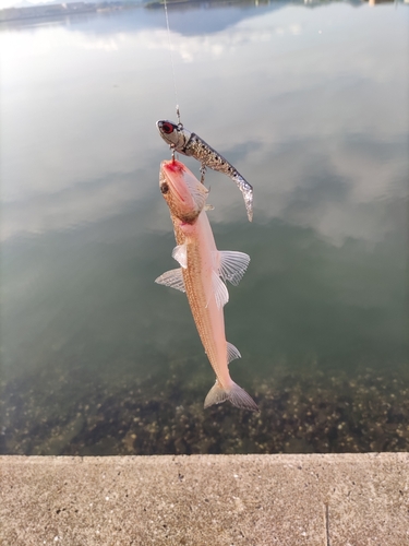 エソの釣果