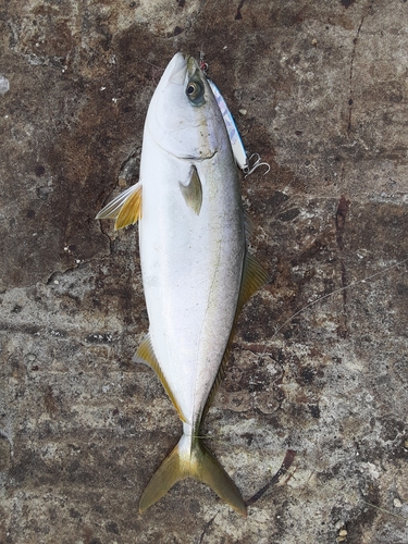 イナダの釣果