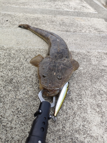 マゴチの釣果