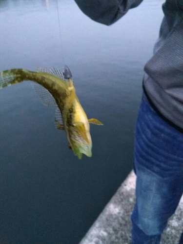 アナハゼの釣果