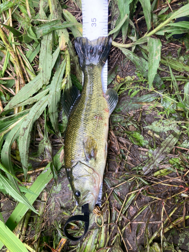 ブラックバスの釣果