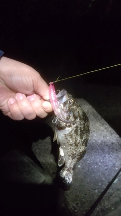 タケノコメバルの釣果