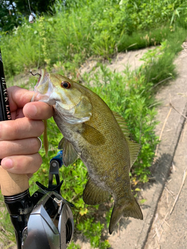 スモールマウスバスの釣果