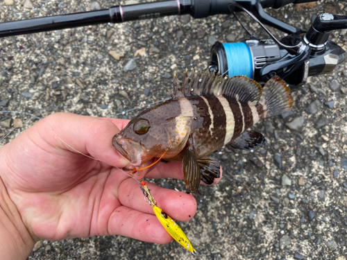 アオハタの釣果