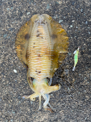 アオリイカの釣果