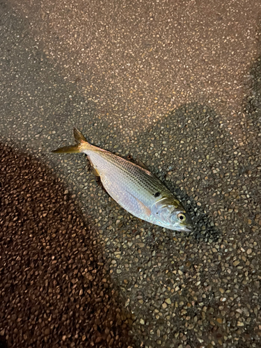 コノシロの釣果