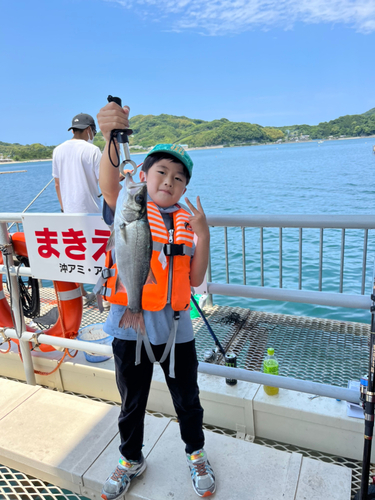 セイゴ（ヒラスズキ）の釣果