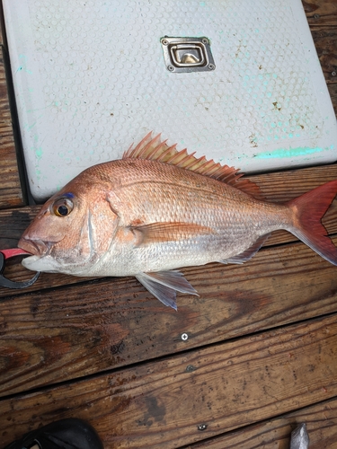 マダイの釣果