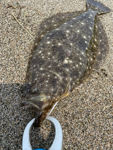 ヒラメの釣果