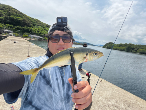 マルアジの釣果