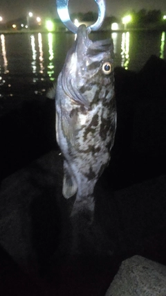 タケノコメバルの釣果