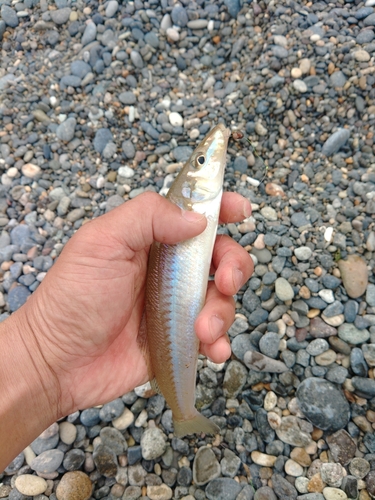 キスの釣果