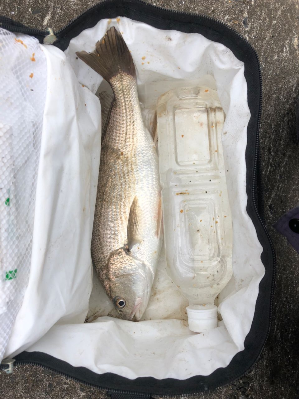 イシモチ
