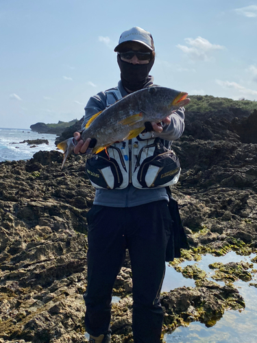 ムネアカクチビの釣果