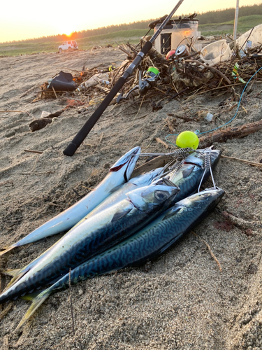 サバの釣果