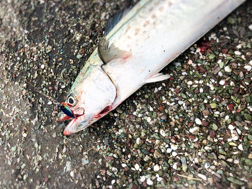 サゴシの釣果