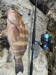 オオモンハタの釣果